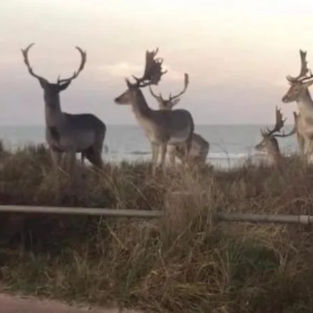 Beachstudio * Zandvoort