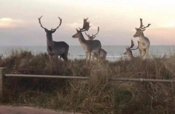 Beachstudio * Zandvoort